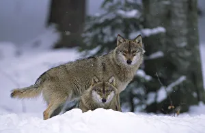 European grey wolves {Canis lupus} in snow, Bayerischer wald NP, Germany, captive European grey wolves {Canis lupus} in snow, Bayerischer wald NP, Germany, captive