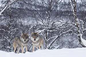 Two European grey wolves (Canis lupus) in woodland, captive, Norway, February Two European grey wolves (Canis lupus) in woodland, captive, Norway, February