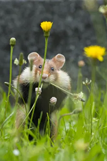 European hamster (Cricetus cricetus) feeding on plantain, Vienna, Austria European hamster (Cricetus cricetus) feeding on plantain, Vienna, Austria