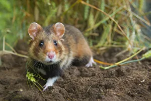 European hamster (Cricetus cricetus) in a ripe wheat field, Limburg, The Netherlands European hamster (Cricetus cricetus) in a ripe wheat field, Limburg, The Netherlands