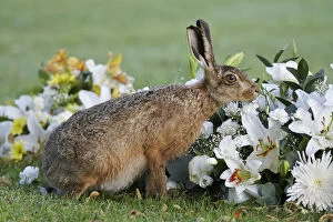 Images Dated 22nd August 2009: European hare (Lepus europaeus), smelling flowers in a graveyard, Landican Cemetery