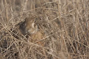 European hare (Lepus europaeus) camouflaged in field, Slovakia European hare (Lepus europaeus) camouflaged in field, Slovakia