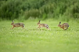 Three European Hare (Lepus europaeus) chasing, a courtship behaviour. Wales, UK, June