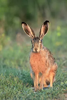 Images Dated 29th September 2019: European hare (Lepus europaeus), Danube Delta, Romania. July