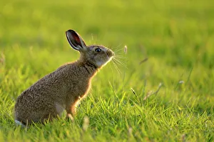 European Hare (Lepus europaeus) leveret in field. UK, Wales, June European Hare (Lepus europaeus) leveret in field. UK, Wales, June