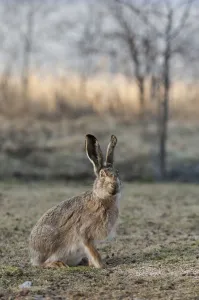 European hare (Lepus europaeus) portrait, central Finland, April European hare (Lepus europaeus) portrait, central Finland, April