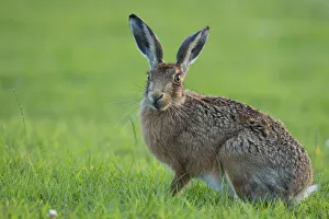 European Hare (Lepus europaeus) portrait. Wales, UK, August European Hare (Lepus europaeus) portrait. Wales, UK, August