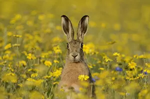 Images Dated 2nd September 2011: European hare (Lepus europaeus) in set aside field seeded with Corn Marigolds (Chrysanthemum)