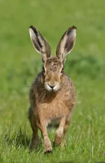 Merseyside Gallery: European hare (Lepus europaeus), Wirral, England, UK, May