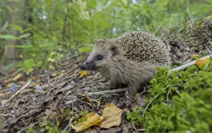 European hedgehog (Erinaceus europaeus) walking through forest undergrowth, Finland. September European hedgehog (Erinaceus europaeus) walking through forest undergrowth, Finland. September