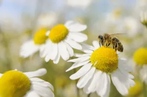 European Honey Bee (Apis mellifera) collecting pollen and nectar from Scentless Mayweed European Honey Bee (Apis mellifera) collecting pollen and nectar from Scentless Mayweed