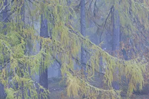 European larch (Larix decidua) trees in mist, Scotland, UK, October European larch (Larix decidua) trees in mist, Scotland, UK, October