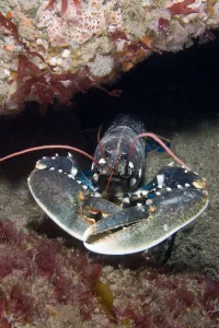 European Lobster (Homarus gammarus). Channel Islands, UK, July European Lobster (Homarus gammarus). Channel Islands, UK, July