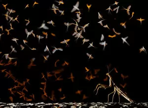 European mantis (Mantis religiosa) hunting swarming Pale burrower mayfly (Ephoron virgo)