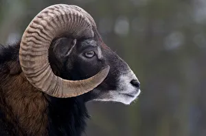 European Mouflon (Ovis musimon) male head profile. The Netherlands, January European Mouflon (Ovis musimon) male head profile. The Netherlands, January