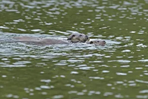 European otter (Lutra lutra) mother and cub swimming, Wales, UK, September European otter (Lutra lutra) mother and cub swimming, Wales, UK, September