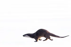European Otter (Lutra lutra) running over snow. The Netherlands, December. Captive European Otter (Lutra lutra) running over snow. The Netherlands, December. Captive