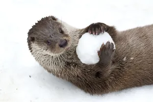European otter (Lutra lutra) with snow ball, Bavarian Forest National Park, Germany European otter (Lutra lutra) with snow ball, Bavarian Forest National Park, Germany