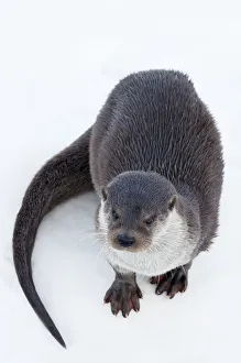 European Otter (Lutra lutra) standing on ice. Captive. The Netherlands, January European Otter (Lutra lutra) standing on ice. Captive. The Netherlands, January