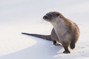 European Otter (Lutra lutra) standing on snow, lifting one paw to keep it warmer European Otter (Lutra lutra) standing on snow, lifting one paw to keep it warmer