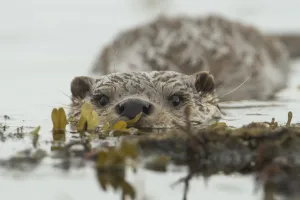 European otter (Lutra lutra) swimming in the sea, Shetland Islands, Scotland, UK, August European otter (Lutra lutra) swimming in the sea, Shetland Islands, Scotland, UK, August
