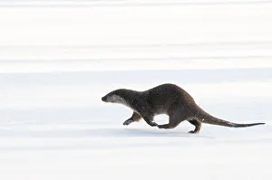 European Otter (Lutra lutra) walking across snow. The Netherlands, December. Captive European Otter (Lutra lutra) walking across snow. The Netherlands, December. Captive