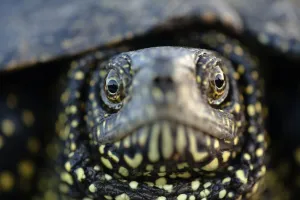 European pond turtle (Emys orbicularis) Gornje Podunavlje Special Nature Reserve European pond turtle (Emys orbicularis) Gornje Podunavlje Special Nature Reserve