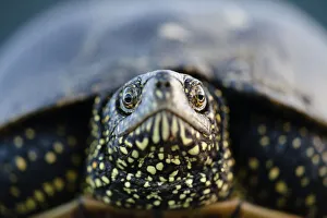 European pond turtle (Emys orbicularis) portrait, Gornje Podunavlje Special Nature Reserve European pond turtle (Emys orbicularis) portrait, Gornje Podunavlje Special Nature Reserve