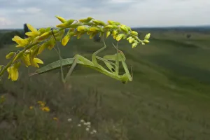 European praying mantis (Mantis religiosa) on flower, Thousand Hills region, North West Moldova European praying mantis (Mantis religiosa) on flower, Thousand Hills region, North West Moldova