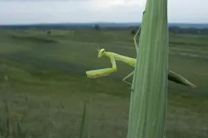 European praying mantis (Mantis religiosa) on leaf, Thousand Hills region, North West Moldova European praying mantis (Mantis religiosa) on leaf, Thousand Hills region, North West Moldova