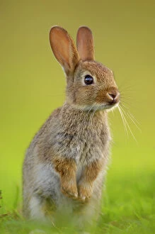 European rabbit (Oryctolagus cuniculus) young rabbit stands alert in grass, Norfolk, UK, June