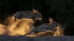 European rabbits (Oryctolagus cuniculus) fighting each other, Kiskunsag National Park, Hungary European rabbits (Oryctolagus cuniculus) fighting each other, Kiskunsag National Park, Hungary