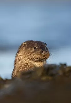 Images Dated 30th November 2009: European river otter (Lutra lutra) resting amongst the seaweed, Isle of Mull, Inner Hebrides