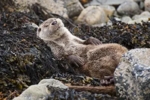 European river otter (Lutra lutra) sleeping on rocky shore, Shetland, Scotland, UK, July European river otter (Lutra lutra) sleeping on rocky shore, Shetland, Scotland, UK, July