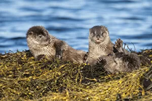 Images Dated 16th February 2007: European river otter (Lutra lutra) cubs aged four months play fighting on Knotted wrack seaweed