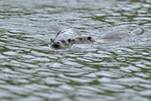 European river otter (Lutra lutra) swimming in lake with cub, Wales, UK, October European river otter (Lutra lutra) swimming in lake with cub, Wales, UK, October