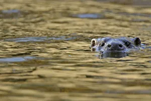 European river otter (Lutra lutra) swimming with head just above surface, river European river otter (Lutra lutra) swimming with head just above surface, river
