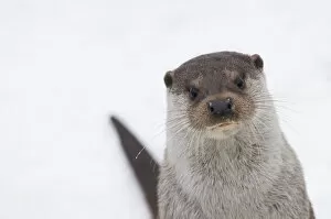 Images Dated 25th January 2013: European river otter (Lutra lutra) head portrait against snow, Netherlands, captive