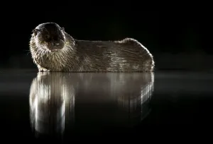 European river otter (Lutra lutra) reflected in water at night. Lincolnshire, England, UK European river otter (Lutra lutra) reflected in water at night. Lincolnshire, England, UK