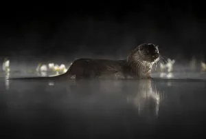 European river otter (Lutra lutra) in mist reflected in water at night European river otter (Lutra lutra) in mist reflected in water at night