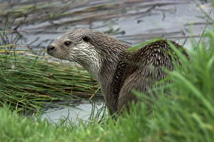 European river otter (Lutra lutra) captive, UK European river otter (Lutra lutra) captive, UK
