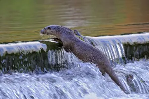 European river otter (Lutra lutra) climbing to the top of a weir, river, Dorset, UK European river otter (Lutra lutra) climbing to the top of a weir, river, Dorset, UK