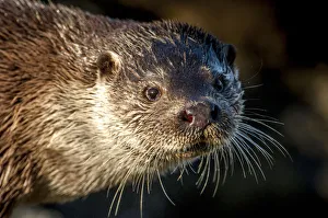 European river otter (Lutra lutra) close up portrait, Shetland, Scotland, UK, February European river otter (Lutra lutra) close up portrait, Shetland, Scotland, UK, February