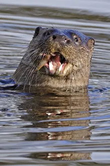 European river otter (Lutra lutra) eating fish, in river, Dorset, UK, November European river otter (Lutra lutra) eating fish, in river, Dorset, UK, November