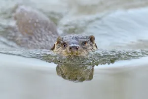 European river otter (Lutra lutra) in habitat, Dorset, UK, controlled conditions European river otter (Lutra lutra) in habitat, Dorset, UK, controlled conditions