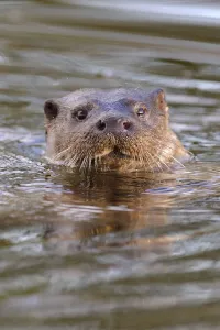 European river otter (Lutra lutra) head portrait, in river, Dorset, UK, November European river otter (Lutra lutra) head portrait, in river, Dorset, UK, November
