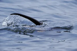 European river otter (Lutra lutra) hunting in sea, tail above water, Ardnamurchan European river otter (Lutra lutra) hunting in sea, tail above water, Ardnamurchan