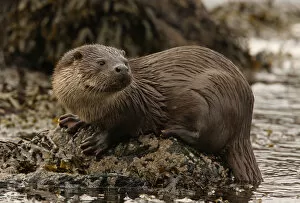 Images Dated 18th February 2009: European river otter {Lutra lutra} male on coast, Shetland Islands, Scotland, UK