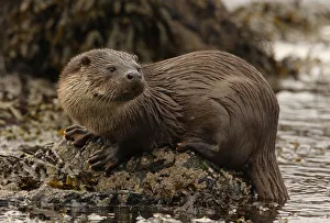 European river otter {Lutra lutra} male on coast, Shetland Islands, Scotland, UK European river otter {Lutra lutra} male on coast, Shetland Islands, Scotland, UK