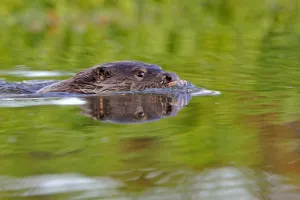 European river otter (Lutra lutra) swimming, river, Dorset, UK, November